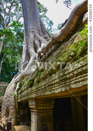 Ta Prohm Ta Prohm 43086554