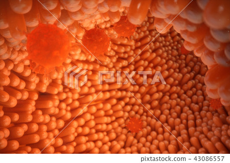 3d illustration Intestinal villi. Intestine lining. Microscopic villi and capillary. Human intestine 3d illustration Intestinal villi. Intestine lining. Microscopic villi and capillary. Human intestine 43086557
