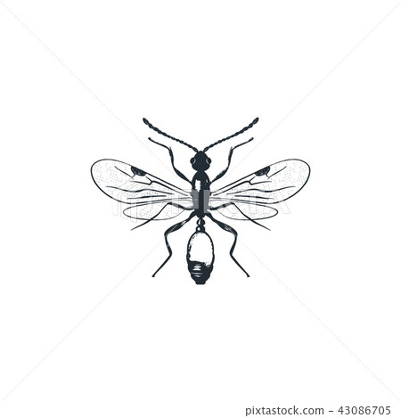 insect silhouette 43086705