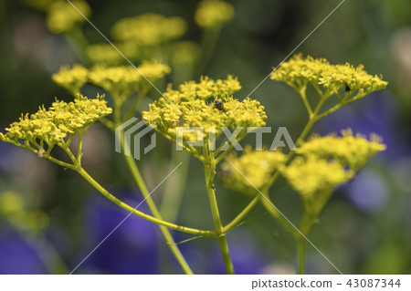 Ominae和Chrysanthemum 43087344