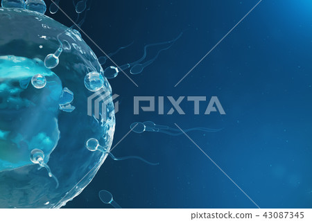 Sperm and egg cell, ovum. Native and natural fertilization - close-up view. Conception, the 43087345