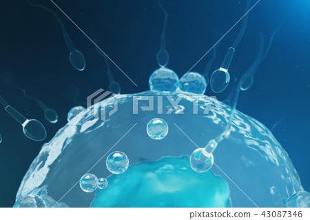 Sperm and egg cell, ovum. Native and natural fertilization - close-up view. Conception, the 43087346