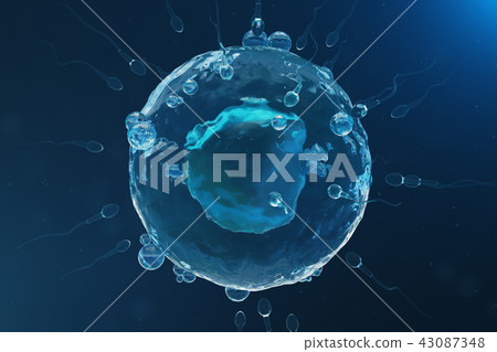 Sperm and egg cell, ovum. Native and natural fertilization - close-up view. Conception, the 43087348