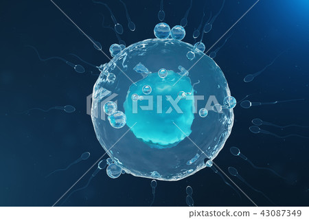 Sperm and egg cell, ovum. Native and natural fertilization - close-up view. Conception, the 43087349