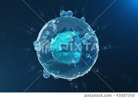 Sperm and egg cell, ovum. Native and natural fertilization - close-up view. Conception, the 43087350