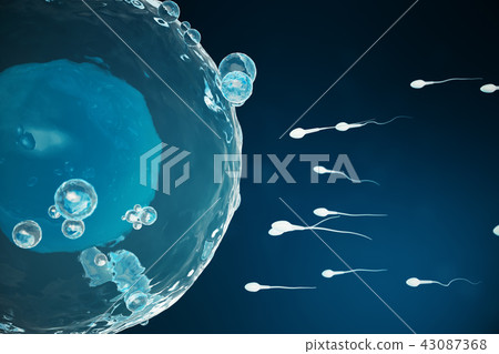 Sperm and egg cell, ovum. Native and natural fertilization - close-up view. Conception the beginning 43087368
