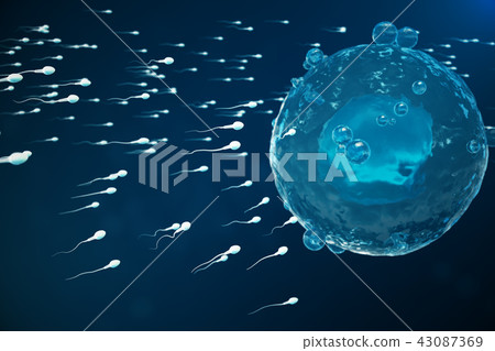 Sperm and egg cell, ovum. Native and natural fertilization - close-up view. Conception the beginning 43087369