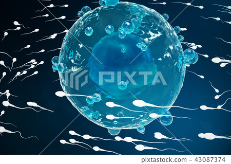 Sperm and egg cell, ovum. Native and natural fertilization - close-up view. Conception the beginning Sperm and egg cell, ovum. Native and natural fertilization - close-up view. Conception the beginning 43087374