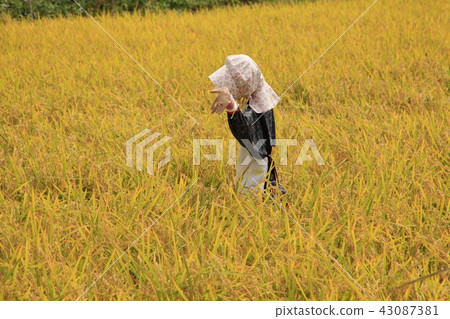 Scarecrow wipes sweat in the heat 43087381