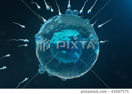 Sperm and egg cell, ovum. Native and natural fertilization - close-up view. Conception the beginning 43087575