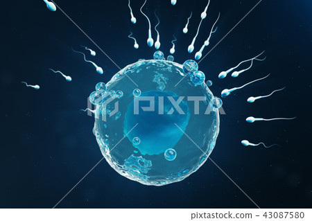 Sperm and egg cell, ovum. Native and natural fertilization - close-up view. Conception the beginning 43087580