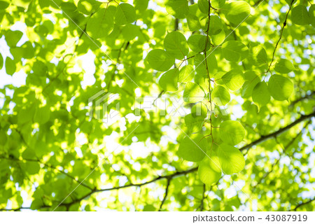 清新的綠色 43087919