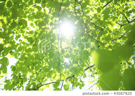 清新的綠色和陽光 清新的綠色和陽光 43087920