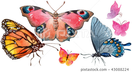 Exotic butterflies wild insect in a watercolor style isolated. Exotic butterflies wild insect in a watercolor style isolated. 43088224