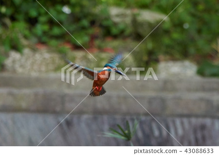 Hover kingfisher 43088633
