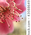 [Takaoka City, Toyama Prefecture] Flower-up 43088649