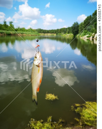 Fish on the hook. fish, fishing Fish on the hook. fish, fishing 43088745