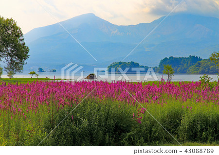 Misogi blooming summer of Hinohara lakeside Misogi blooming summer of Hinohara lakeside 43088789