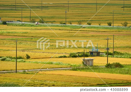 Ichihara City, a fruitful rice field, Chiba Prefecture 43088899