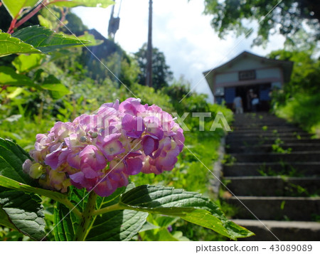 Hydrangea bathing in the summer sun Hydrangea bathing in the summer sun 43089089