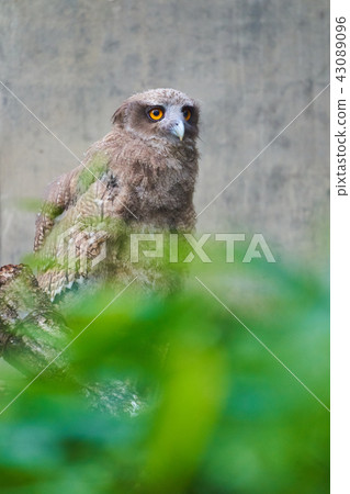 貓頭鷹貓頭鷹的幼鳥 貓頭鷹貓頭鷹的幼鳥 43089096