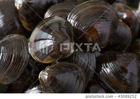 蛤蜊 蛤蜊 43089252