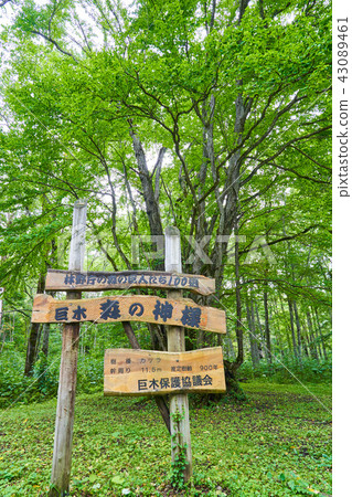 大森林之神 43089461