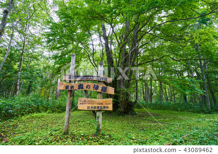 God of the big forest 43089462