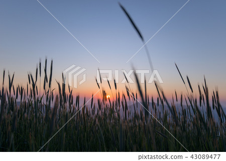Sunrise in the barley field 43089477