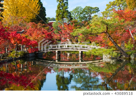 Autumn leaves of Gokuraku Bridge 43089518