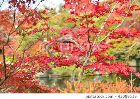 Autumn leaves in the Japanese garden 43089519
