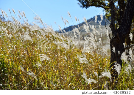 高地鈴木 高地鈴木 43089522