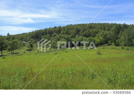 Summer's Ogasawara Mire Summer's Ogasawara Mire 43089566
