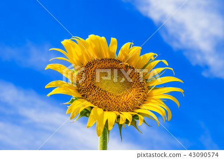 開花往藍天的太陽花 開花往藍天的太陽花 43090574