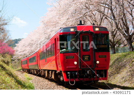 [櫻花隧道]九州跨境特快（Kiha 185系列）久津線：渡邊西仁吉 43091171