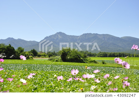 Nobeyama Kogen and Cosmos 43092247