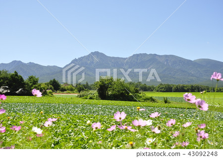 Nobeyama Kogen and Cosmos 43092248