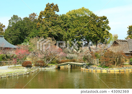 京都Umehimi Taisha神社花 京都Umehimi Taisha神社花 43092369