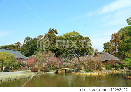 Kyoto Umehimi Taisha Shrine flowers 43092432