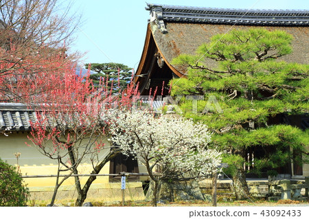 Kyoto Umehimi Taisha Shrine flowers 43092433