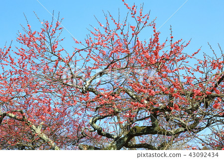 Kyoto Umehimi Taisha Shrine flowers Kyoto Umehimi Taisha Shrine flowers 43092434