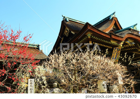 京都北野Tenman-no-Me梅花 43092670