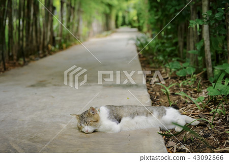 Sleeping cat with background of bamboo garden 43092866