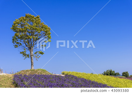 希爾鎮·美瑛的花園 43093380