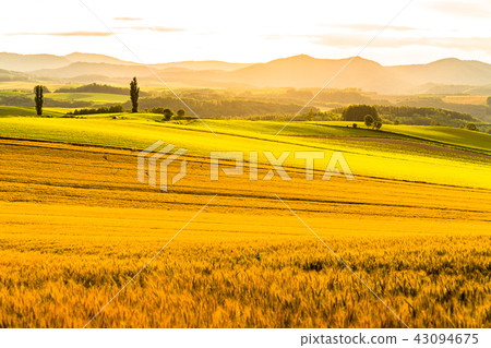"Hokkaido" hill of Biei · golden countryside scenery "Hokkaido" hill of Biei · golden countryside scenery 43094675