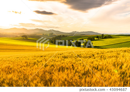 "Hokkaido" hill of Biei · golden countryside scenery "Hokkaido" hill of Biei · golden countryside scenery 43094687