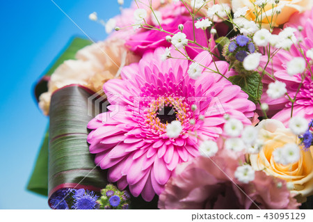 非洲菊花束 非洲菊花束 43095129