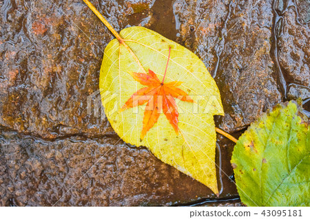 Orange leaf on a yellow leaf 43095181