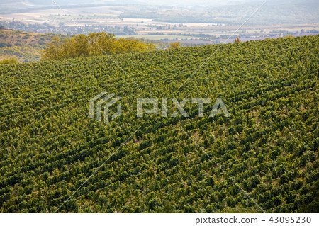Palava Vineyards. South Moravia Czech Republic Palava Vineyards. South Moravia Czech Republic 43095230