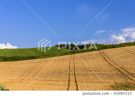 希爾鎮·美瑛的麥田 希爾鎮·美瑛的麥田 43095313
